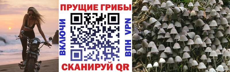 Псилоцибиновые грибы Cubensis  Грязи 